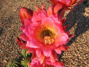 Big cactus flower